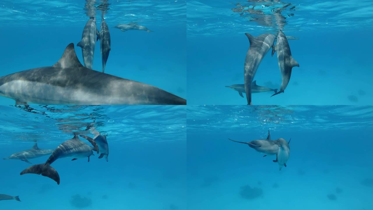 一群少年海豚在蓝色水中在水面下玩耍。慢动作，特写，水下镜头。非洲埃及马萨阿拉姆的红海旋转海豚 (St