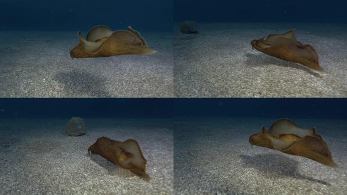 幼年的海兔在沙底上方游泳。裸鳃目或海蛞蝓斑海兔 (Aplysia dactylomela)。水下射击