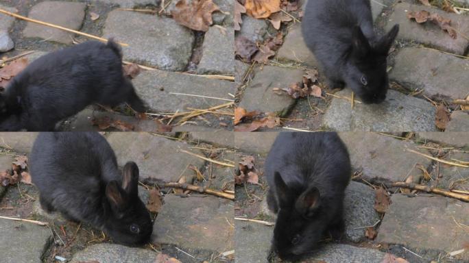 黑兔子的特写黑兔子