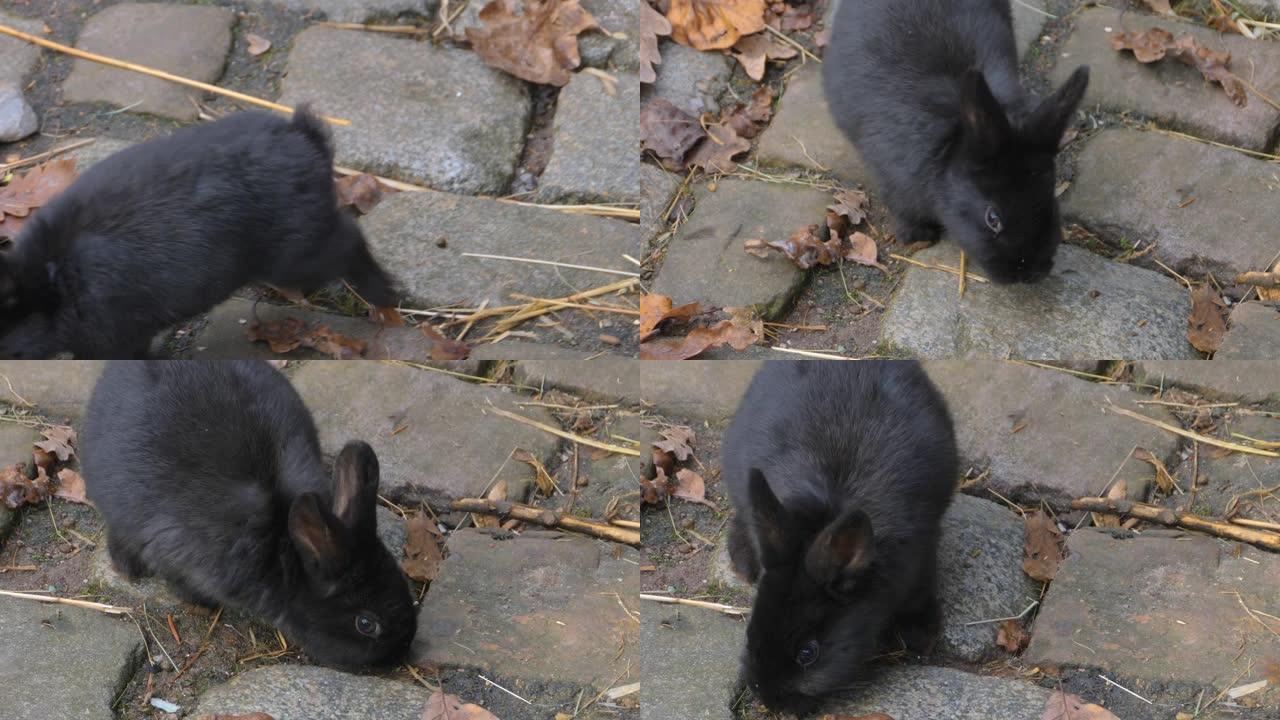 黑兔子的特写黑兔子