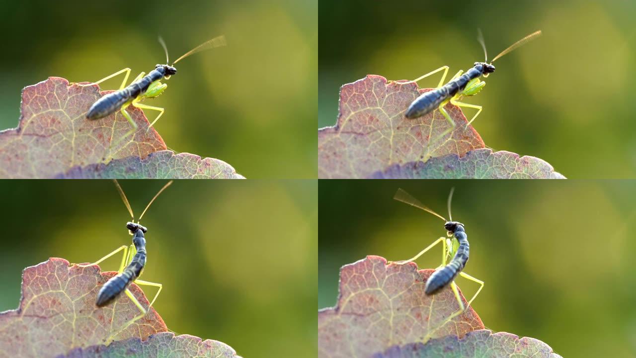 螳螂的微距摄影螳螂幼虫刚出生的螳螂野虫
