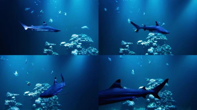 鲨鱼在深蓝色的灯光下游向相机
