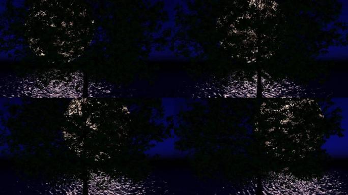 从树的树枝上看，洋面上巨大的月亮的多莉镜头