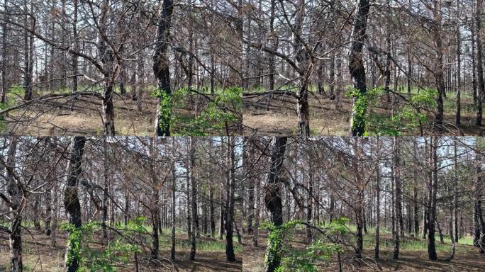 黑灰，乌克兰，赫尔松地区森林中的松树树干烧毁
