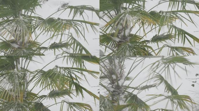 公元前维多利亚暴风雪中的棕榈树