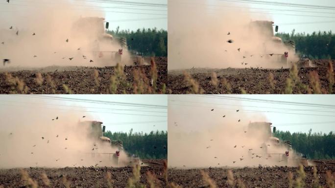 黑鸟在拖拉机后面的尘土中飞翔，它们会吃掉生活在地下的蠕虫和其他昆虫