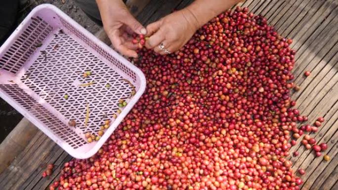 整理新鲜收获的阿拉比卡咖啡樱桃的女人的手。