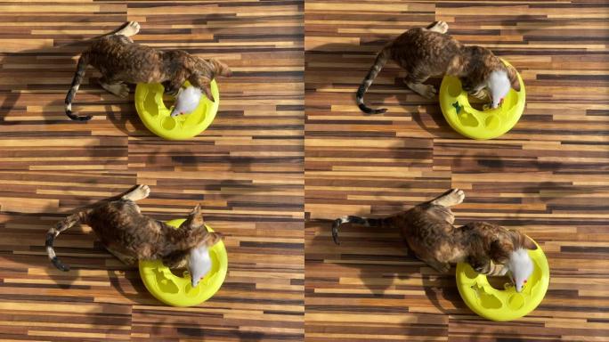 德文雷克斯猫玩猫玩具的高角度视图