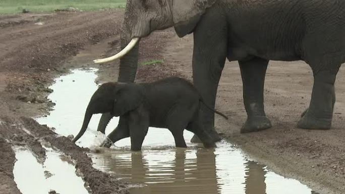 非洲大象雌性帮助她的小小牛