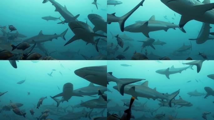 太平洋下面的鲨鱼。水下海洋生物，灰色鲨鱼和鱼类在海中珊瑚礁附近游泳。在清澈的水中潜水-特写