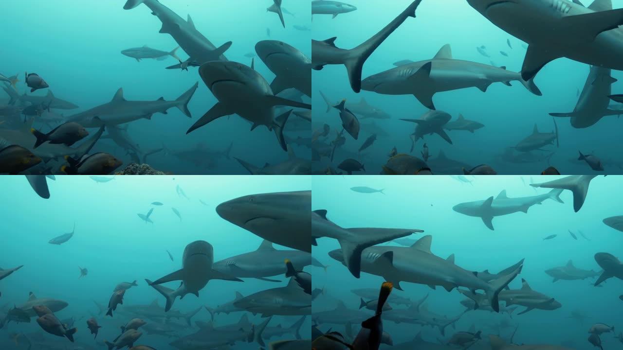 太平洋下面的鲨鱼。水下海洋生物，灰色鲨鱼和鱼类在海中珊瑚礁附近游泳。在清澈的水中潜水-特写