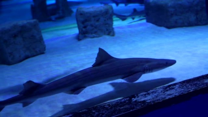 鲨鱼在大型海水水族馆游泳。水下游泳池里的鲨鱼。