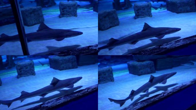 鲨鱼在大型海水水族馆游泳。水下游泳池里的鲨鱼。