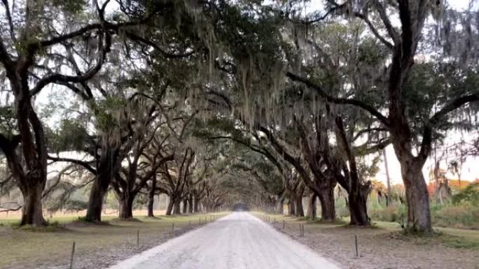 在佐治亚州萨凡纳 (Savannah) 的一条绿树成荫的道路上行驶