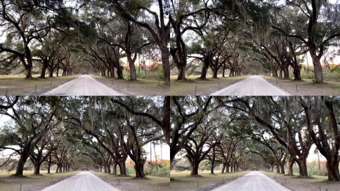 在佐治亚州萨凡纳 (Savannah) 的一条绿树成荫的道路上行驶