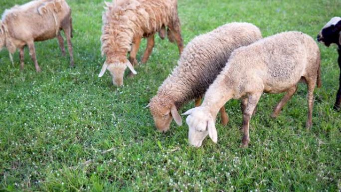 绿色草地上的绵羊。