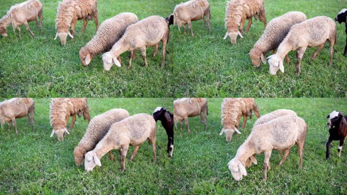 绿色草地上的绵羊。