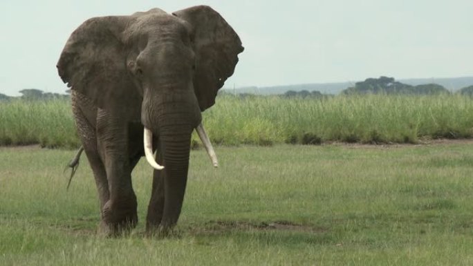 平原上的非洲象 (Loxodonta africana) 公牛