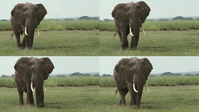 平原上的非洲象 (Loxodonta africana) 公牛