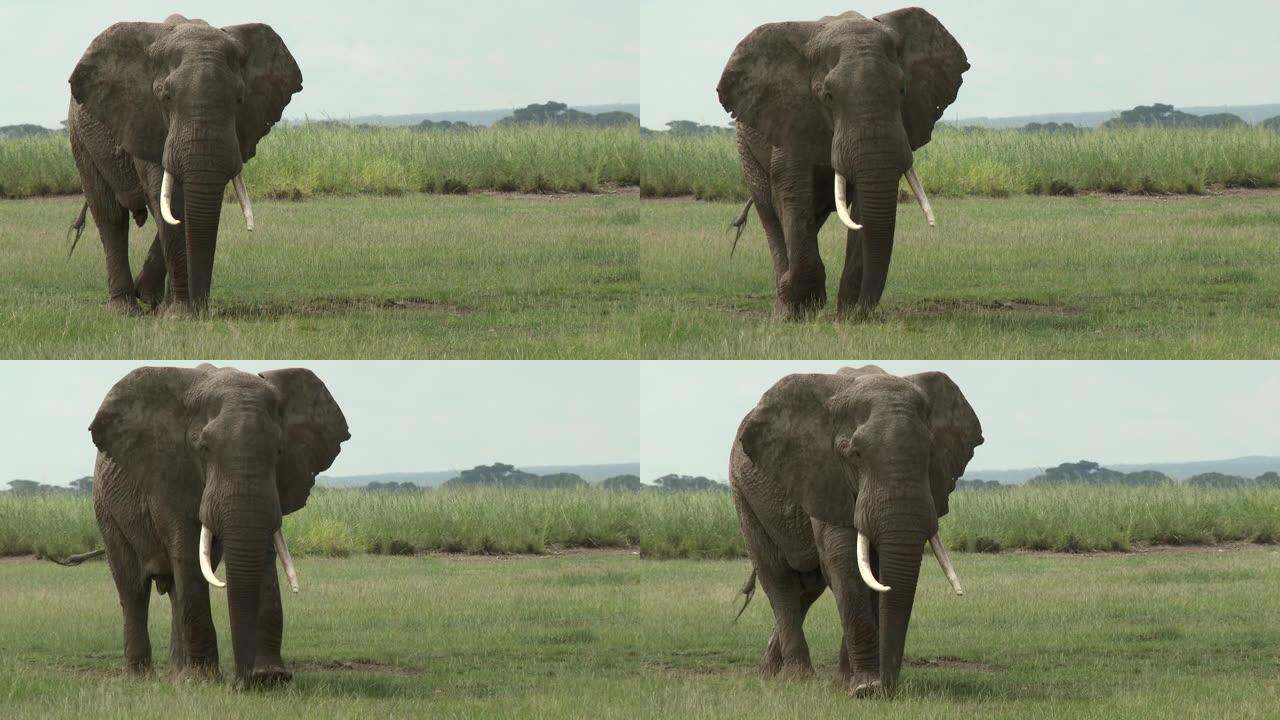 平原上的非洲象 (Loxodonta africana) 公牛