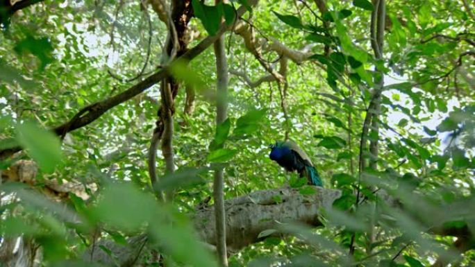 孔雀走在树枝上大自然