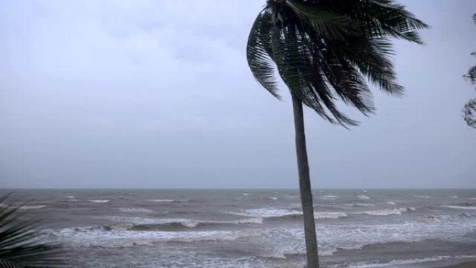 强风吹过椰子树，弯曲了海洋上的棕榈叶
