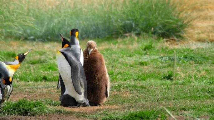 公园内的企鹅王 (Aptenodytes patagonicus) 殖民地在Porvenir镇附近命