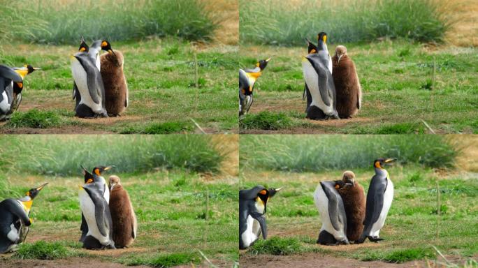 公园内的企鹅王 (Aptenodytes patagonicus) 殖民地在Porvenir镇附近命