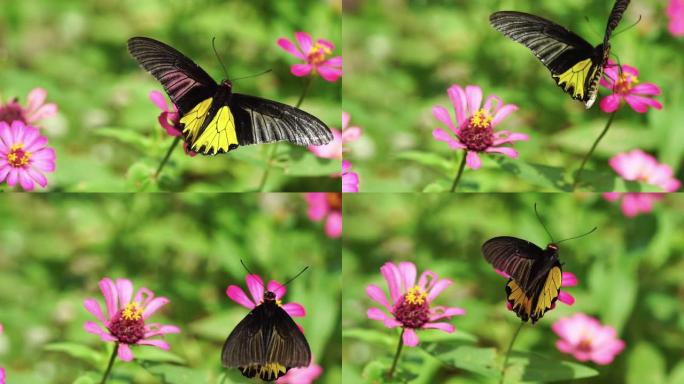 蝴蝶从粉红色的花朵中喂养花蜜