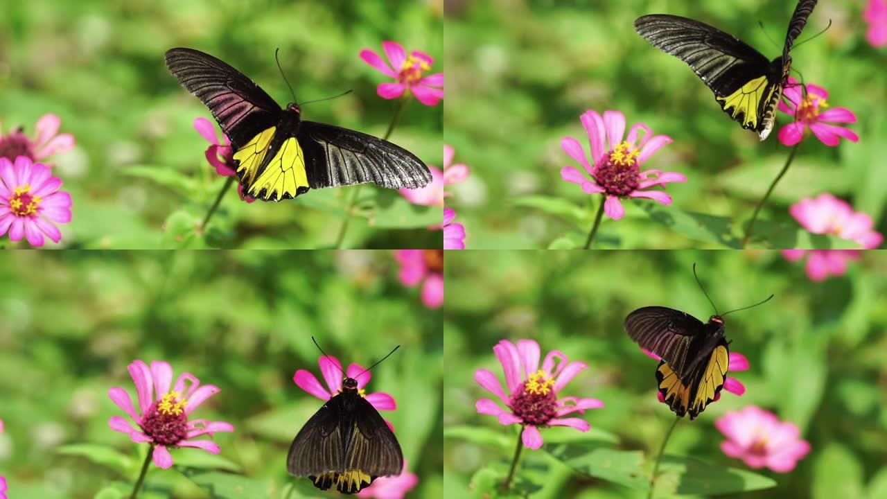 蝴蝶从粉红色的花朵中喂养花蜜
