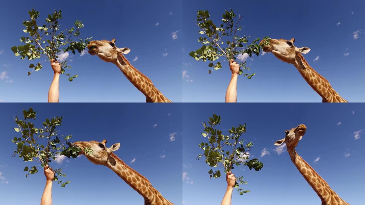 从树枝上喂叶子的圈养长颈鹿 (长颈鹿) 的肖像