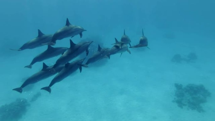 一小群海豚在蓝色的水中游泳。旋转海豚 (Stenella longirostris)，水下射击，跟随