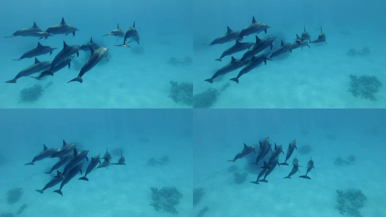 一小群海豚在蓝色的水中游泳。旋转海豚 (Stenella longirostris)，水下射击，跟随