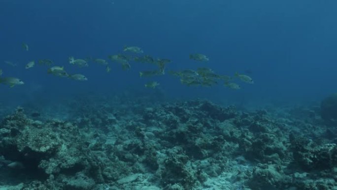深海珊瑚礁的鲷鱼群
