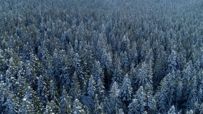 白雪覆盖的云杉森林的鸟瞰图