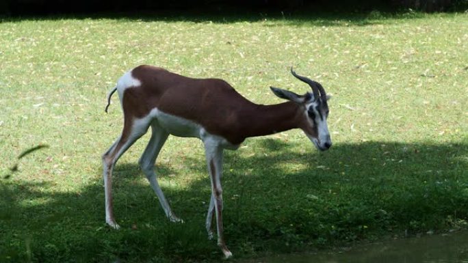 瞪羚、Gazella Dama mhorr或mhorr gazelle是瞪羚属的一种。生活在撒哈拉沙