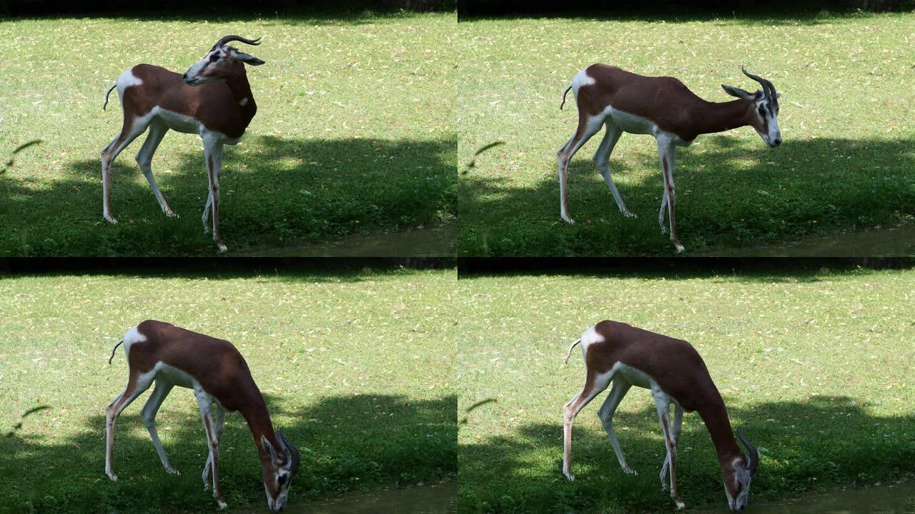瞪羚、Gazella Dama mhorr或mhorr gazelle是瞪羚属的一种。生活在撒哈拉沙