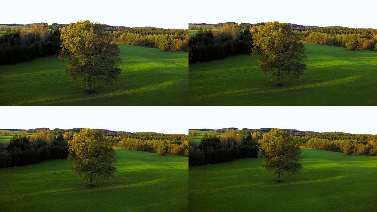 美丽的橡树在乡村景观，巴伐利亚，德国