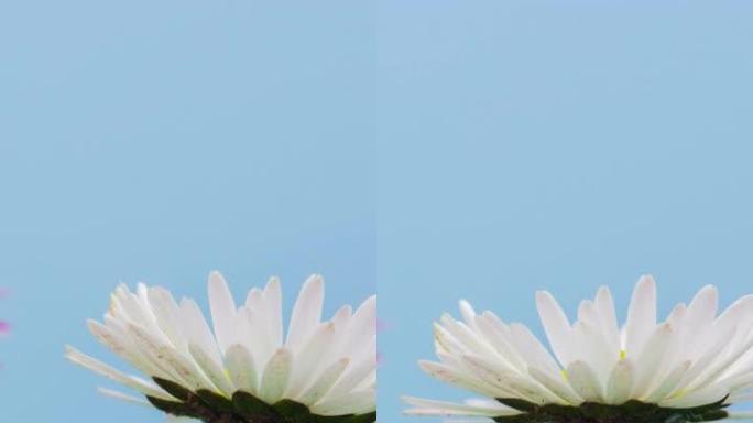 白色草地花在蓝色背景上生长和开花的4k延时。白色花朵在延时垂直4k胶片上开花。