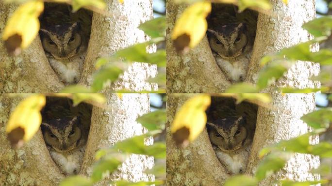 印度角猫头鹰，栖息在筑巢的洞中 (斯里兰卡)