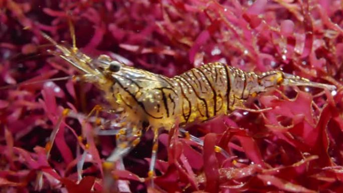 Palaemon elegans (rockpool虾) 水下慢速移动特写镜头
