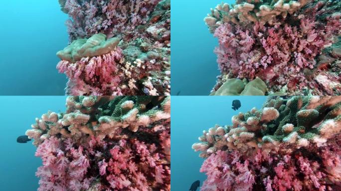 泰国顶级潜水地点，在五颜六色的珊瑚礁上有水下鹿角珊瑚 (pocillaopora grandis)