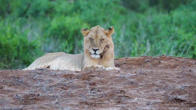 狮子在肯尼亚的Tsavo东国家公园休息