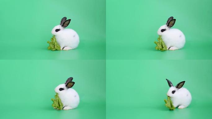 小白和灰色可爱的兔子在绿屏或背景上吃蔬菜