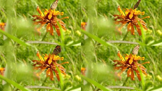 在强烈的阳光下从花粉中取食黄色杂乱的花朵上的蝴蝶