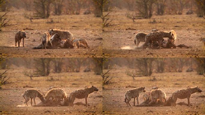 南非克鲁格国家公园的斑点鬣狗和黑背豺狼