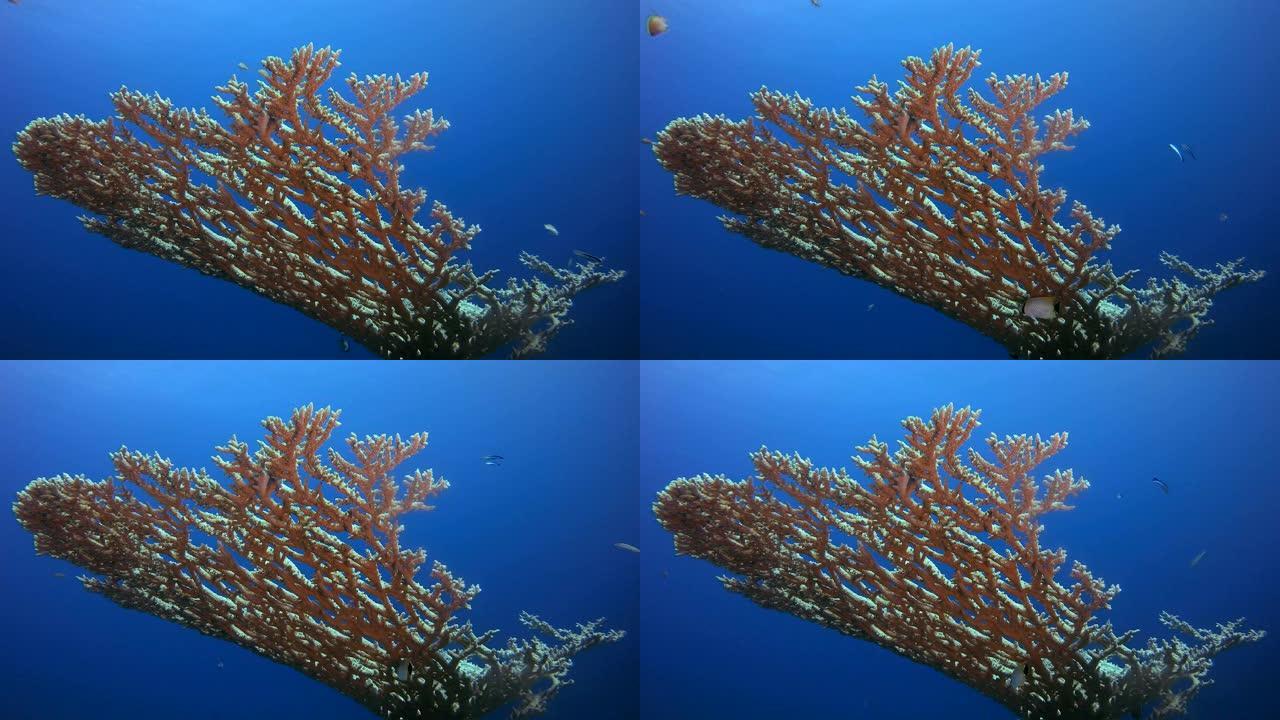水下热带蓝海表珊瑚