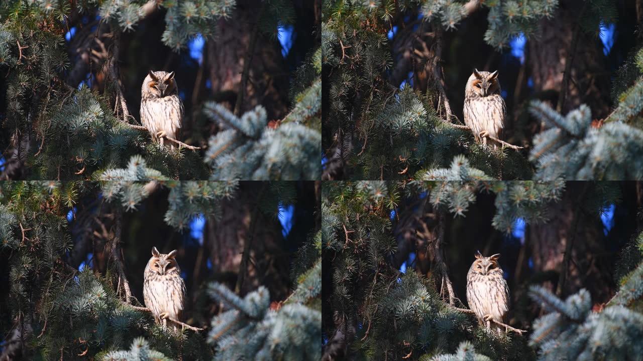 猫头鹰坐在树上看着相机
