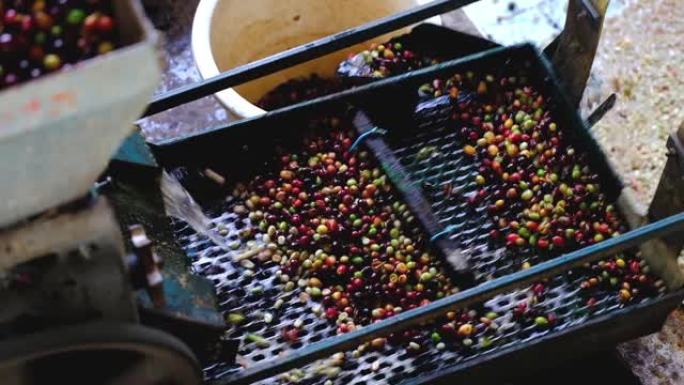 工厂加工中的阿拉比卡咖啡樱桃，机器中收获的樱桃，用于机器去除纸浆