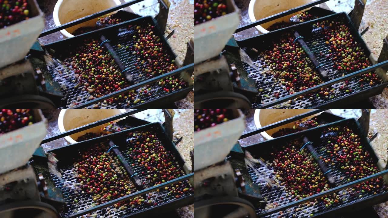 工厂加工中的阿拉比卡咖啡樱桃，机器中收获的樱桃，用于机器去除纸浆
